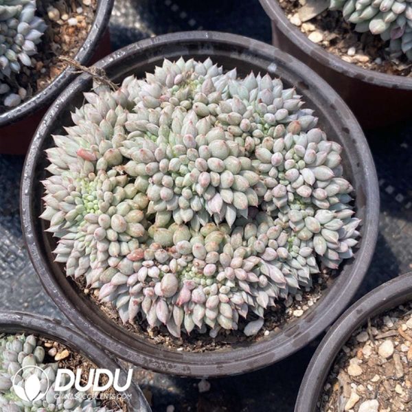 Echeveria Jigglypuff Cristata - Image 2