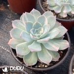 Echeveria Anna