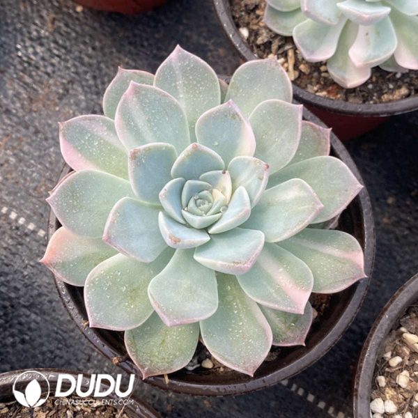Echeveria Anna - Image 2