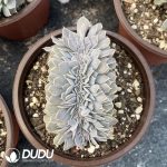 Echeveria Desmentiana Cristata - Image 2