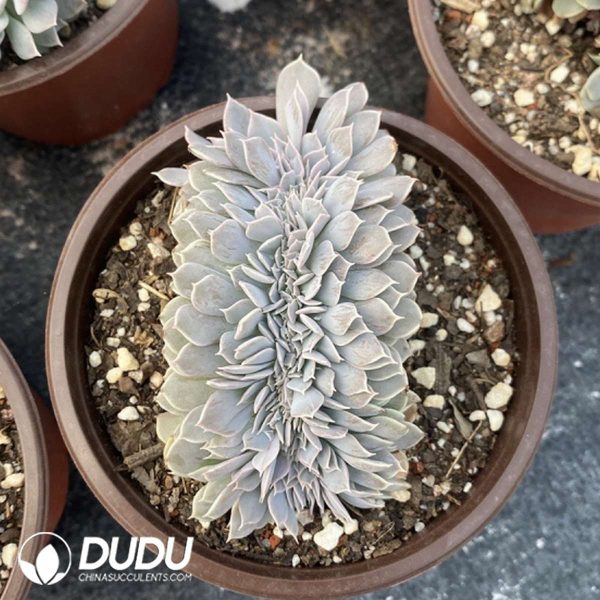 Echeveria Desmentiana Cristata - Image 2