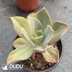 Echeveria Crane Variegated