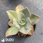 Echeveria Crane Variegated - Image 2