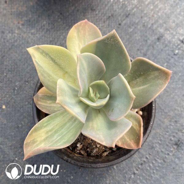 Echeveria Crane Variegated - Image 2