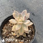 Graptopetalum  Light Snow Variegated