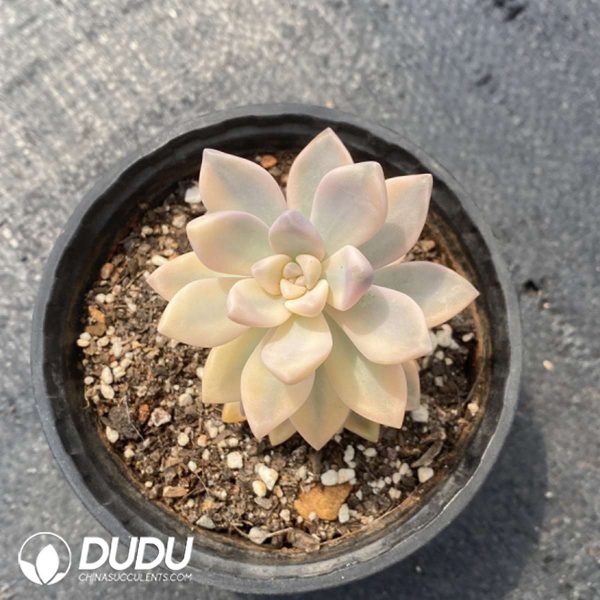 Graptopetalum  Light Snow Variegated - Image 2