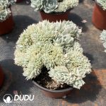 Echeveria Deresina