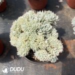 Echeveria Deresina - Image 2