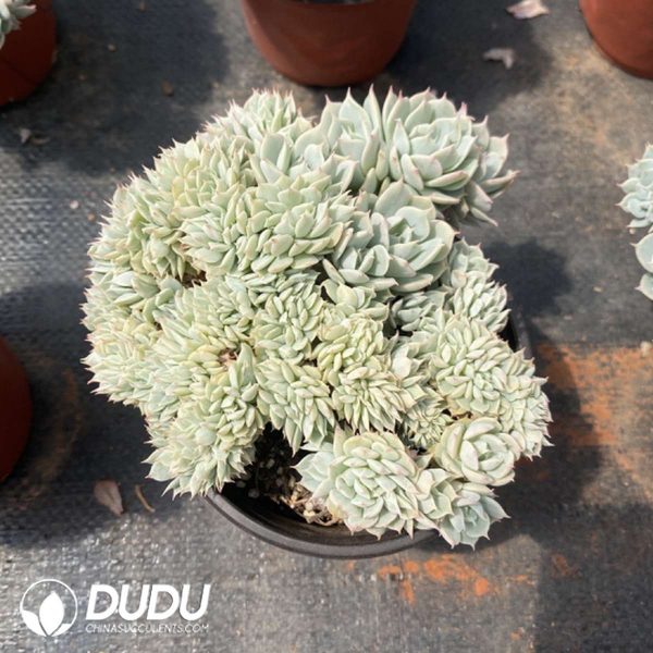 Echeveria Deresina - Image 2