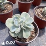 Echeveria Lovely Rose