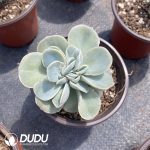 Echeveria Lovely Rose - Image 2