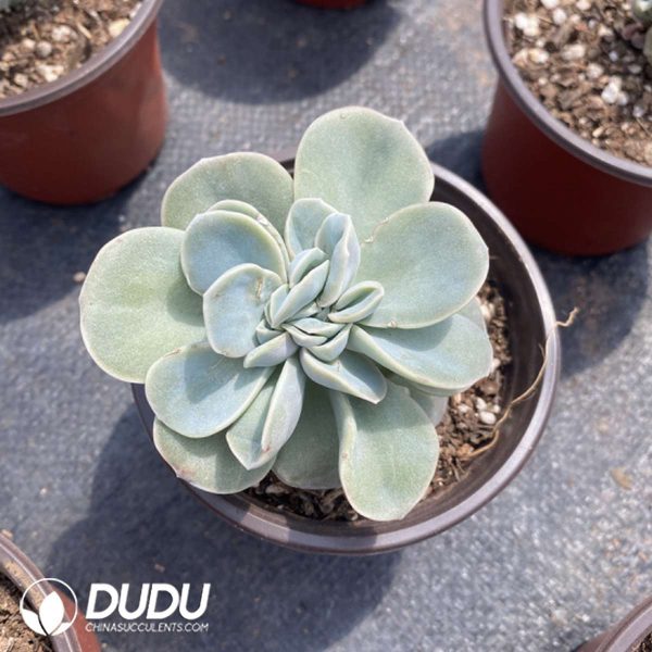 Echeveria Lovely Rose - Image 2