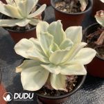 Echeveria Japan Moon River