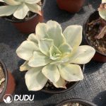 Echeveria Japan Moon River - Image 2
