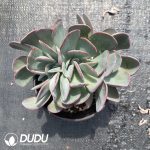 Echeveria Cabbage Cristata