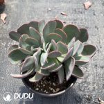 Echeveria Cabbage Cristata - Image 2