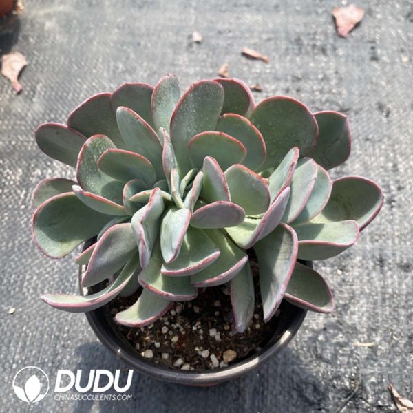 Echeveria Cabbage Cristata - Image 2