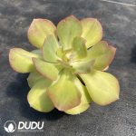 Echeveria Sunset Peony