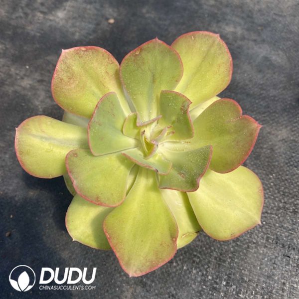 Echeveria Sunset Peony - Image 2