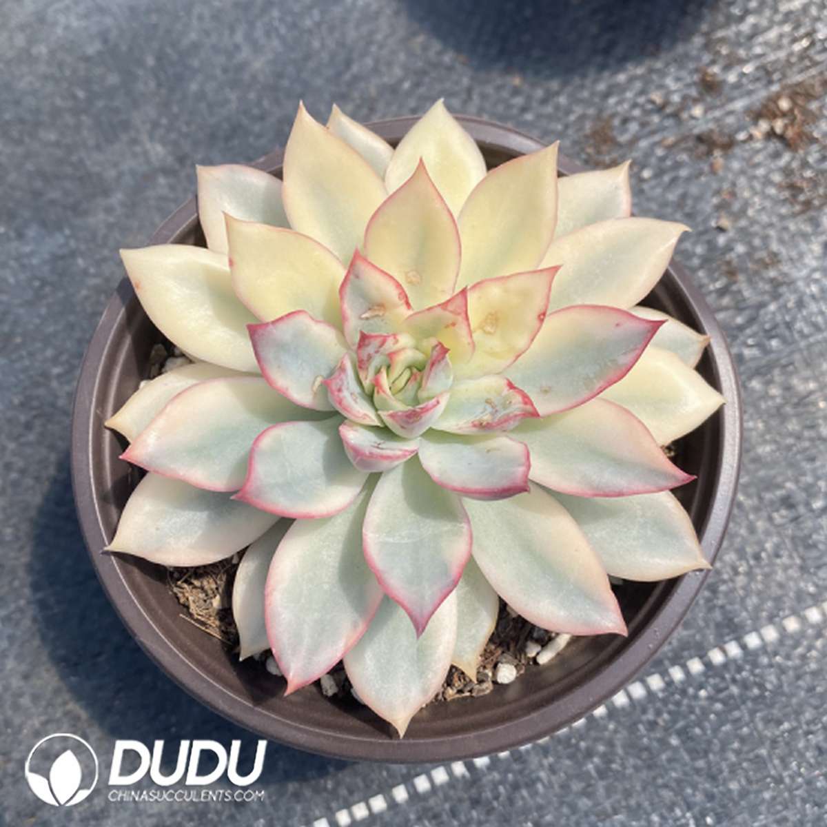 09785D110201.jpg Echeveria Moonlight Goddess Variegated - Image 1