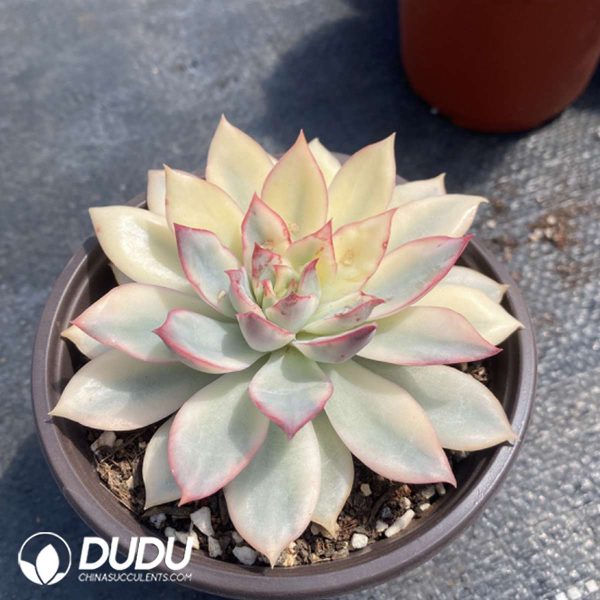 Echeveria Moonlight Goddess Variegated - Image 2