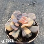 Echeveria Exotic Variegated