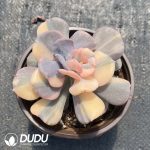 Echeveria Exotic Variegated - Image 2