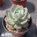 Echeveria Lhasa