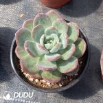 Echeveria Lhasa - Image 2