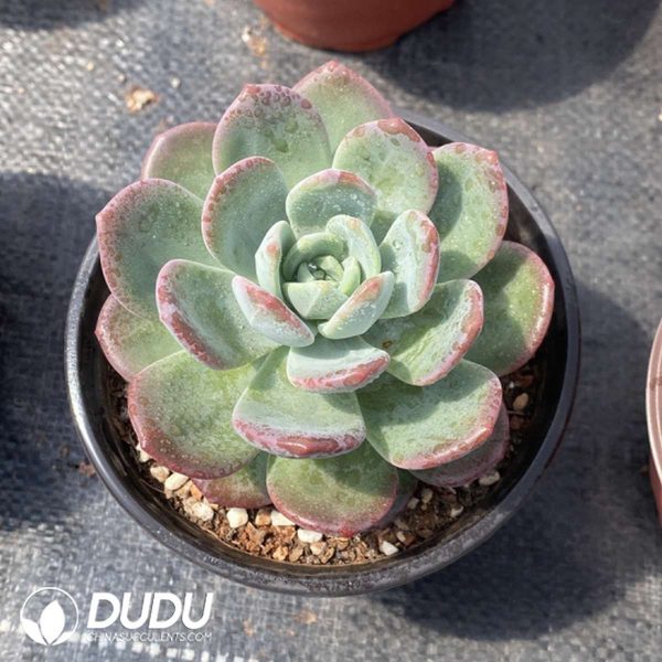 Echeveria Lhasa - Image 2