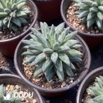 Pachyphytum Ulala