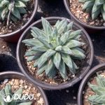 Pachyphytum Ulala - Image 2
