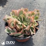 Echeveria Finkel Cristata