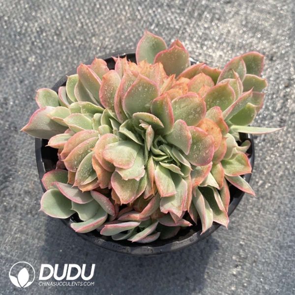 Echeveria Finkel Cristata - Image 2