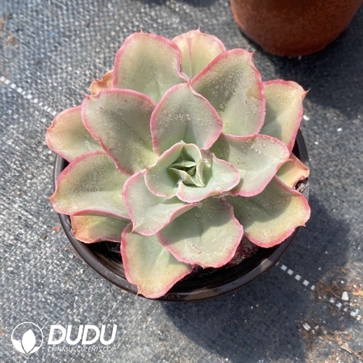 09790D120201.jpg Echeveria Finkel - Image 1
