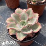 Echeveria Finkel - Image 2