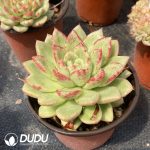 Echeveria Puli-lindsayana