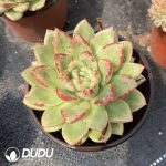 Echeveria Puli-lindsayana - Image 2