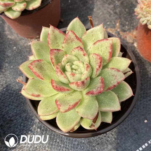 Echeveria Puli-lindsayana - Image 2