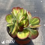 Kalanchoe thyrsiflora Variegated Clustering