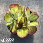 Kalanchoe thyrsiflora Variegated Clustering - Image 2