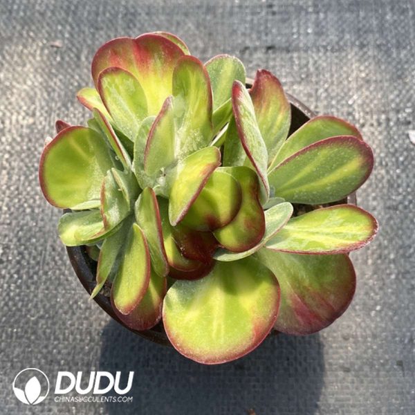 Kalanchoe thyrsiflora Variegated Clustering - Image 2