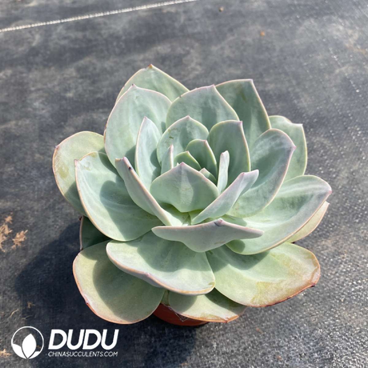 09793D140201.jpg Echeveria Hakuhou - Image 1