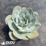 Echeveria Hakuhou - Image 2
