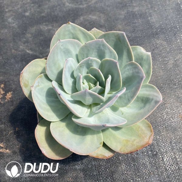 Echeveria Hakuhou - Image 2
