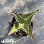 Kalanchoe Synsepala
