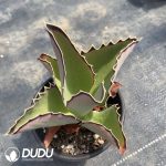 Kalanchoe Synsepala - Image 2