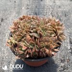 Echeveria Yamato-no-Mai Cristata