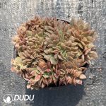 Echeveria Yamato-no-Mai Cristata - Image 2