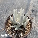 Senecio Haworthii